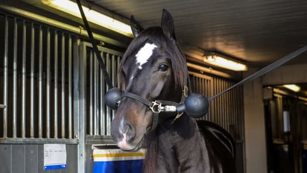 Foto: LARS JAKOBSSON / TR BILD