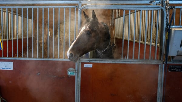 Foto: THOMAS BLOMQVIST / TR BILD