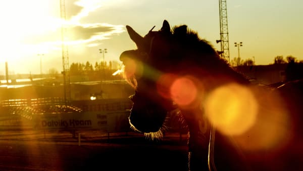 Foto: LARS JAKOBSSON / TR BILD