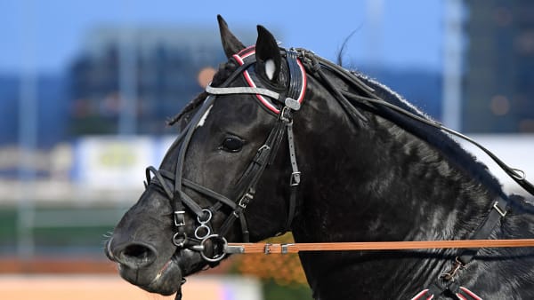 Foto: MALIN ALBINSSON / TR BILD