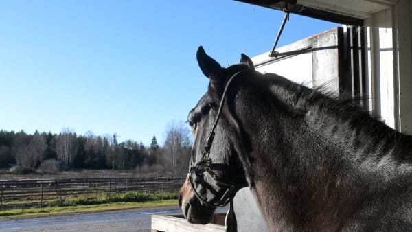 Foto: LARS JAKOBSSON / TR BILD