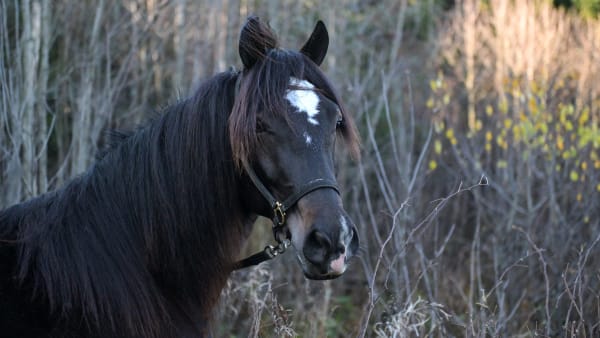 Foto: LARS JAKOBSSON / TR BILD