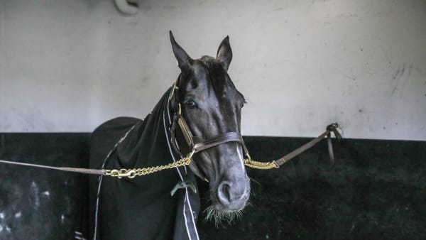 Foto: BRUNO VANDEVELDE/LE TROT