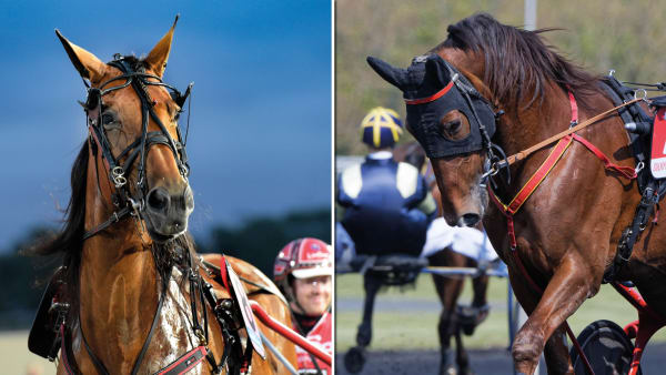 Foto: Lars Jakobsson/Jean-Luc Lamaère/LeTrot