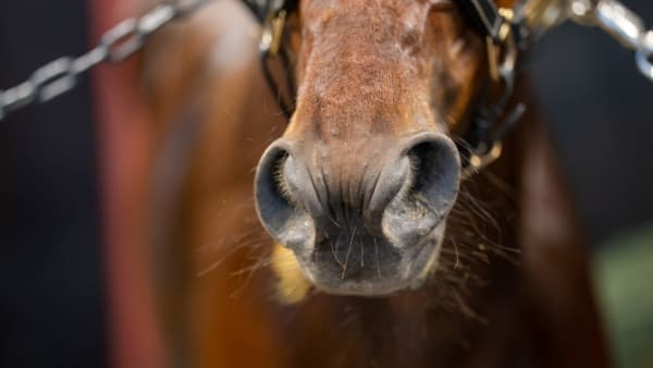 Foto: THOMAS BLOMQVIST / TR BILD