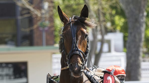 Foto: Jean-Luc Lamaère/LeTrot