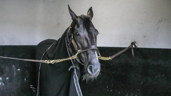 Foto: BRUNO VANDEVELDE/LE TROT