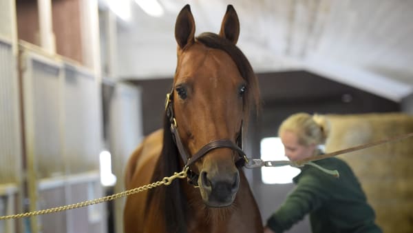 Foto: LARS JAKOBSSON / TR BILD