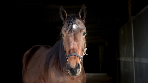 Foto: LARS JAKOBSSON / TR BILD