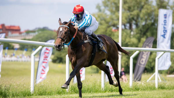 Foto: ELINA BJÖRKLUND/SVENSK GALOPP