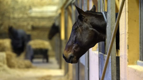 Foto: LARS JAKOBSSON / TR BILD