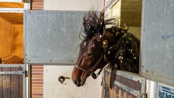 Foto: THOMAS BLOMQVIST/TR BILD