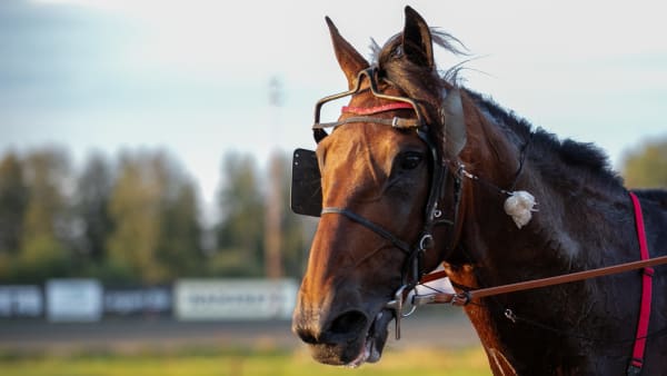 Foto: SOPHIE NYBLOM