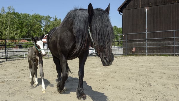 Foto: LARS JAKOBSSON / TR BILD