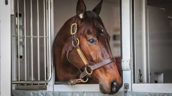 Foto: BRUNO VANDEVELDE/LE TROT