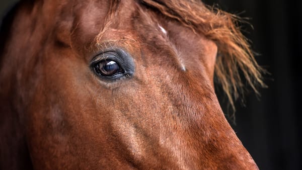 Foto: LARS JAKOBSSON / TR BILD