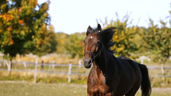 Foto: MARIA HOLMÉN / TR BILD
