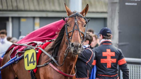 Foto: BRUNO VANDEVELDE/LE TROT