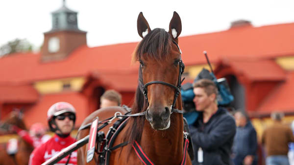 Foto: MATILDA ÖHRMAN / TR BILD