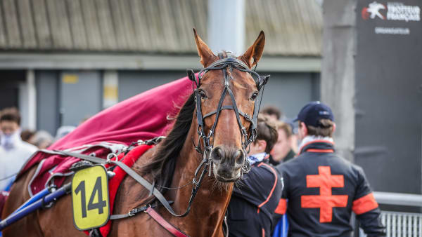 Foto: BRUNO VANDEVELDE/LE TROT