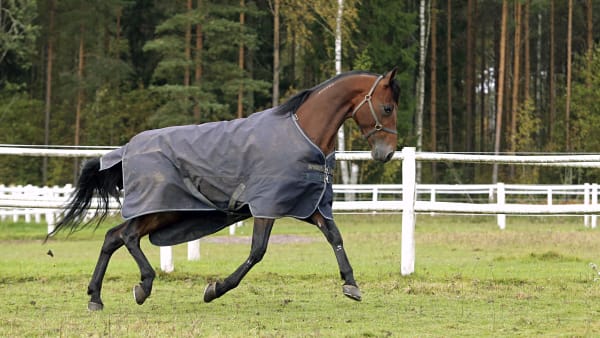 Foto: MARIA HOLMÉN / TR BILD