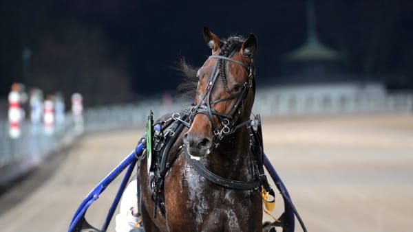 Foto: LARS JAKOBSSON / TR BILD