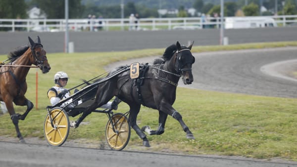 Foto: ROGER SVALSRÖD/HESTEGUIDEN