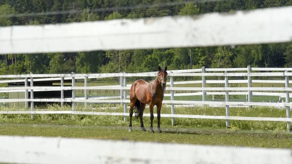 Foto: LARS JAKOBSSON/ TR BILD