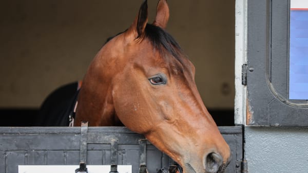 Foto: Bruno Vandevelde/LeTrot