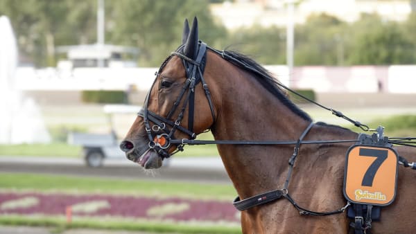 Foto: LARS JAKOBSSON / TR BILD