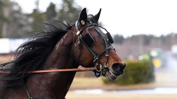 Foto: MALIN ALBINSSON / TR BILD