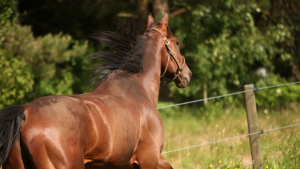 Foto: MARIA HOLMÉN / TR BILD