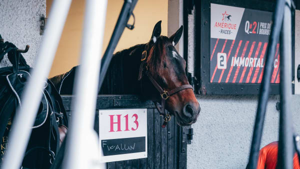 Foto: Alex ZONA - Trotteur Français