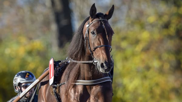 Foto: LARS JAKOBSSON / TR BILD