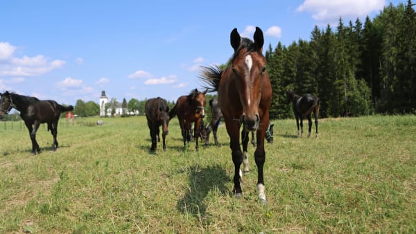 Foto: Maria Holmén/TR Bild