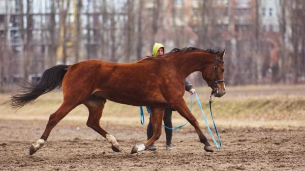 Foto: Regina Oliinyk