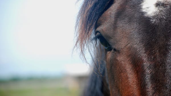 Foto: DENNIS ENGELBO/TR BILD