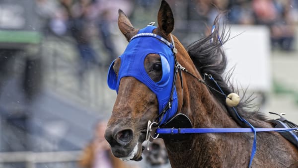 Foto: Foto: Jean-Luc Lamaère-LeTROT