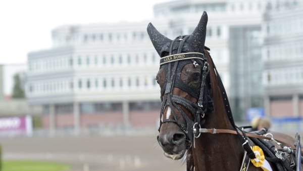 Foto: LARS JAKOBSSON / TR BILD