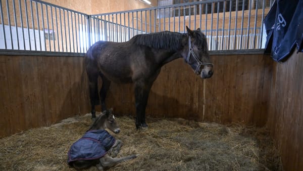 Foto: LARS JAKOBSSON / TR BILD