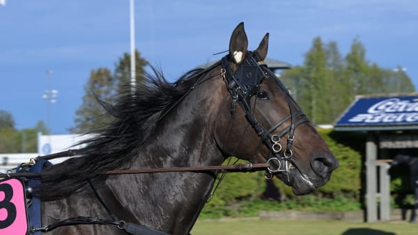 Foto: LARS JAKOBSSON / TR BILD