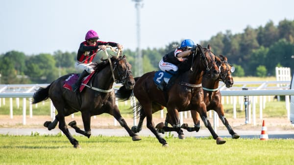 Foto: Elina Björklund / Svensk Galopp