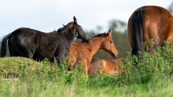 Foto: THOMAS BLOMQVIST / TR BILD