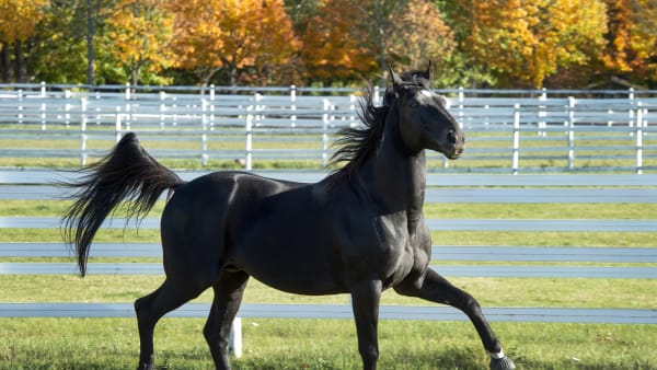 Foto: LARS JAKOBSSON / TR BILD