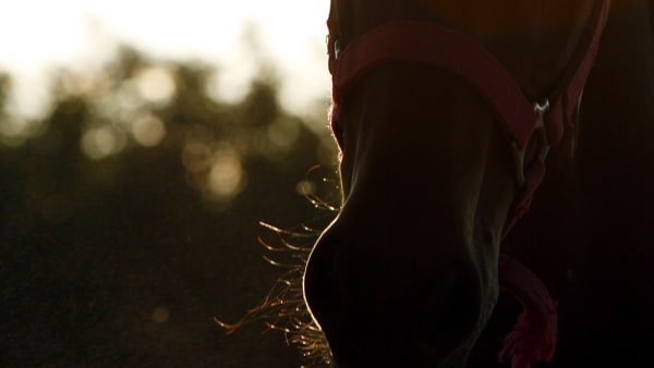 Foto: TR BILD