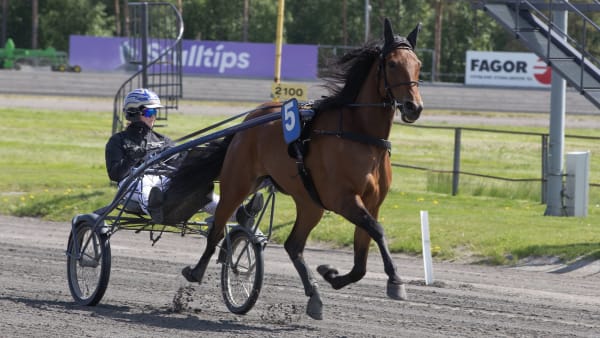 Foto: Hesteguiden.com