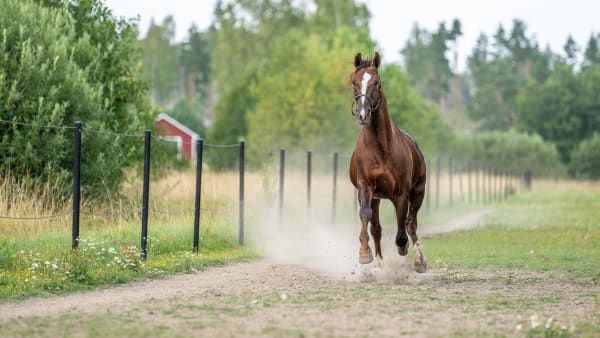 Foto: THOMAS BLOMQVIST/TR BILD