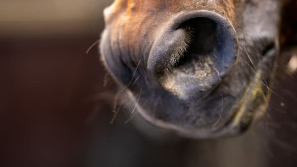 Foto: THOMAS BLOMQVIST/TR BILD
