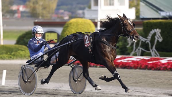 Foto: Hesteguiden.com