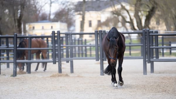 Foto: THOMAS BLOMQVIST / TR BILD